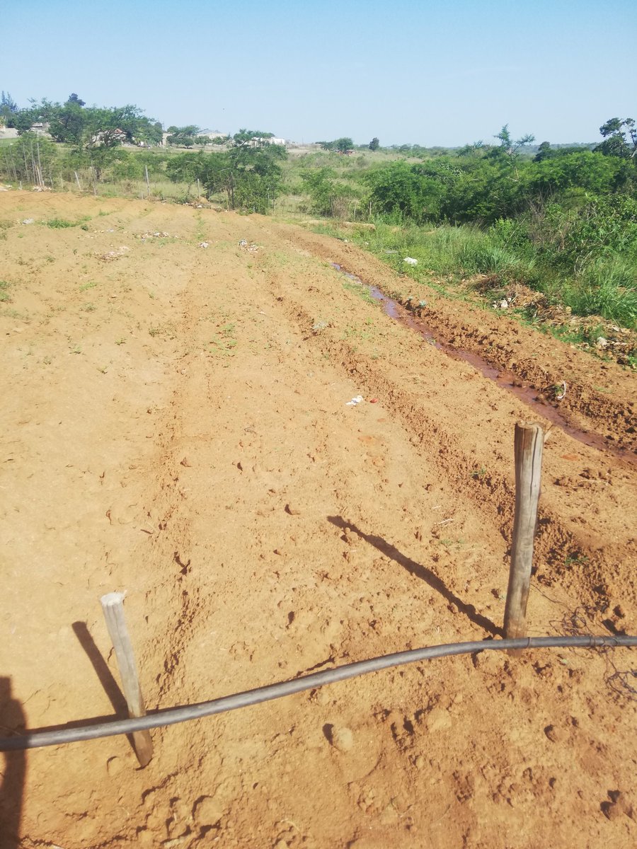 BenicaTheFarmer's tweet photo. Done 50x40 portion
#DripInstallations

Things that excites me👨‍🌾

I'm a Farmer https://t.co/RCfvQ1E75L