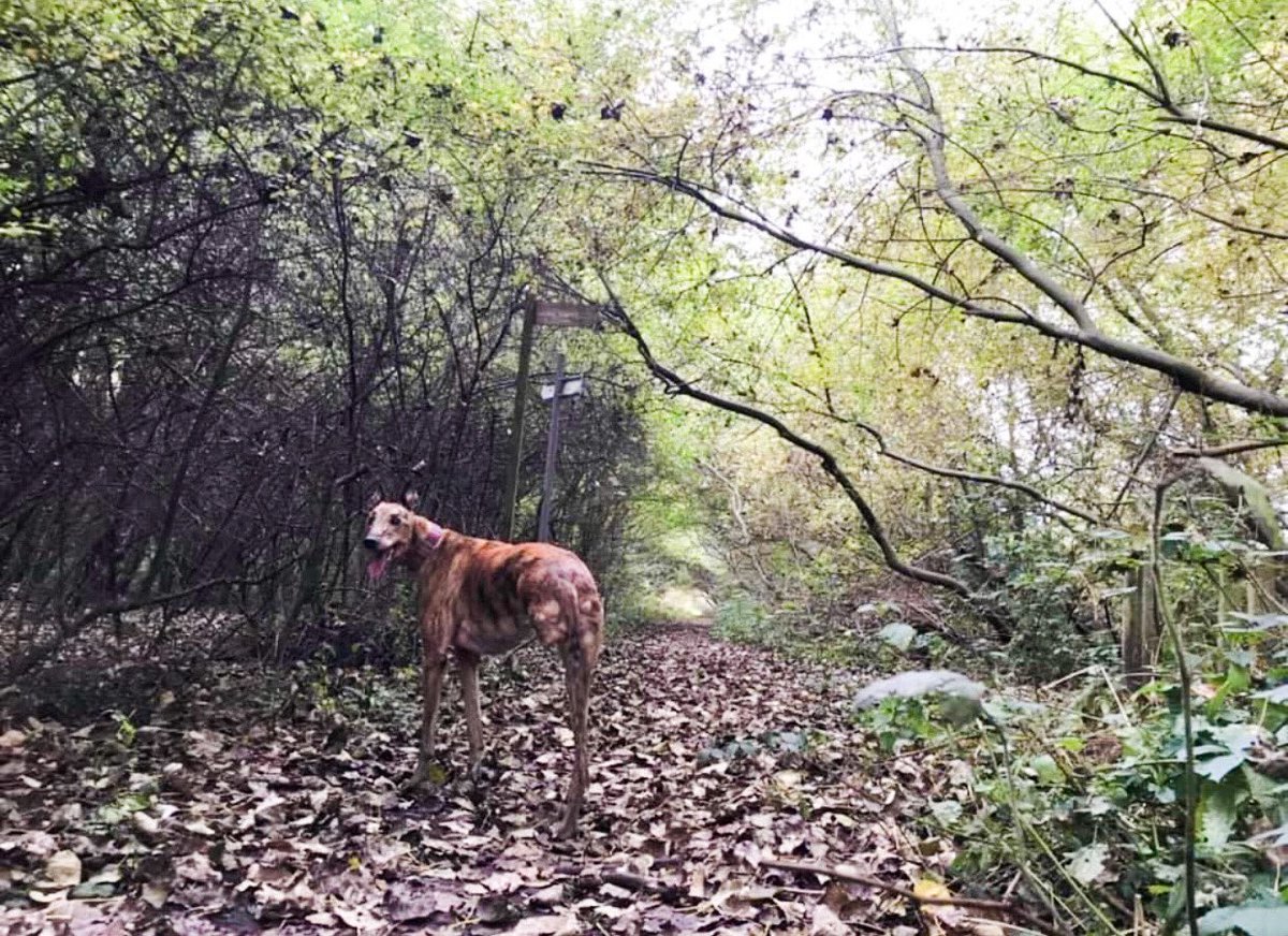 FoxandBark tweet media