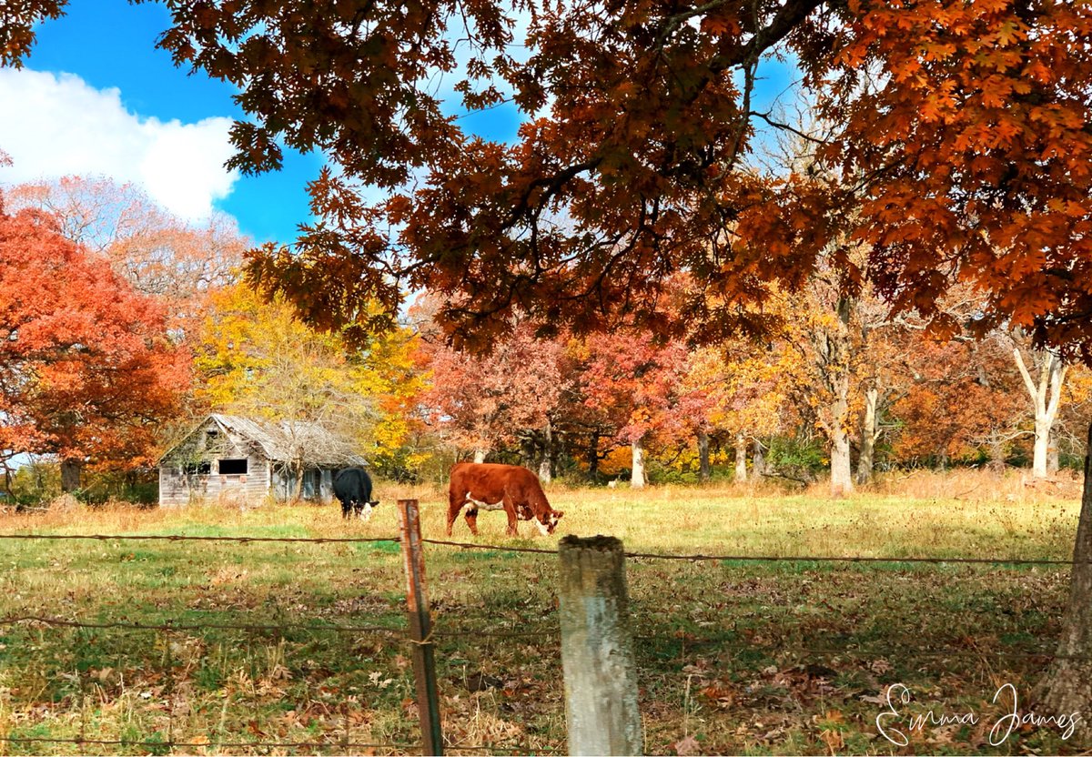 𝑺𝒖𝒏𝒅𝒂𝒚𝒔 𝒂𝒓𝒆 𝒇𝒐𝒓 𝒈𝒓𝒂𝒛𝒊𝒏𝒈..🌾🐄🍂
#countryliving #countrylife #country #countryphotography #countryside #cows #grazing #countryday #falldays #fall #fallphotography #farm #farmphotography #farmanimals #farmlife #farmingphotos #autumn