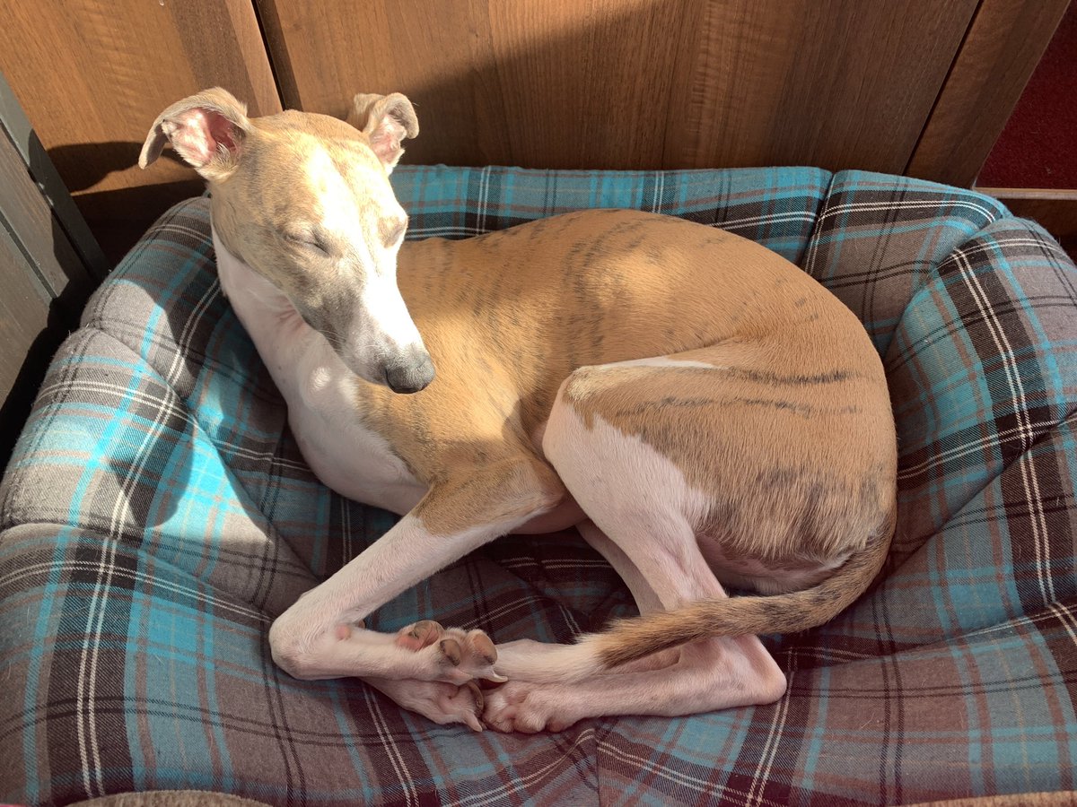 RoxaneHeaton's tweet photo. Enjoyed his run and bath... or maybe just one of those! #nationaldogadoptionday #adoptdontshop #mrslink https://t.co/8rqCV8hEvT
