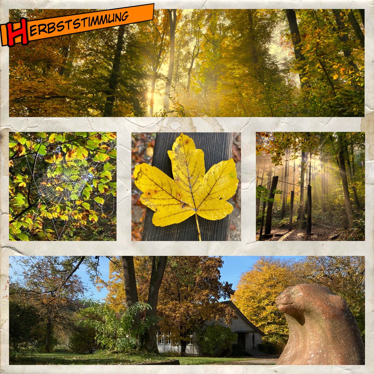 Eike_vL's tweet photo. This morning I couldn‘t help but had to pause and take some photos while #trailrunning at #Zürichberg. ☀️🍁🍄 Enjoy the #colors and play of light! 
#Zurich #Herbst #ShotOniPhoneSE #Switzerland #Autmn https://t.co/Fv3qTW3lkO
