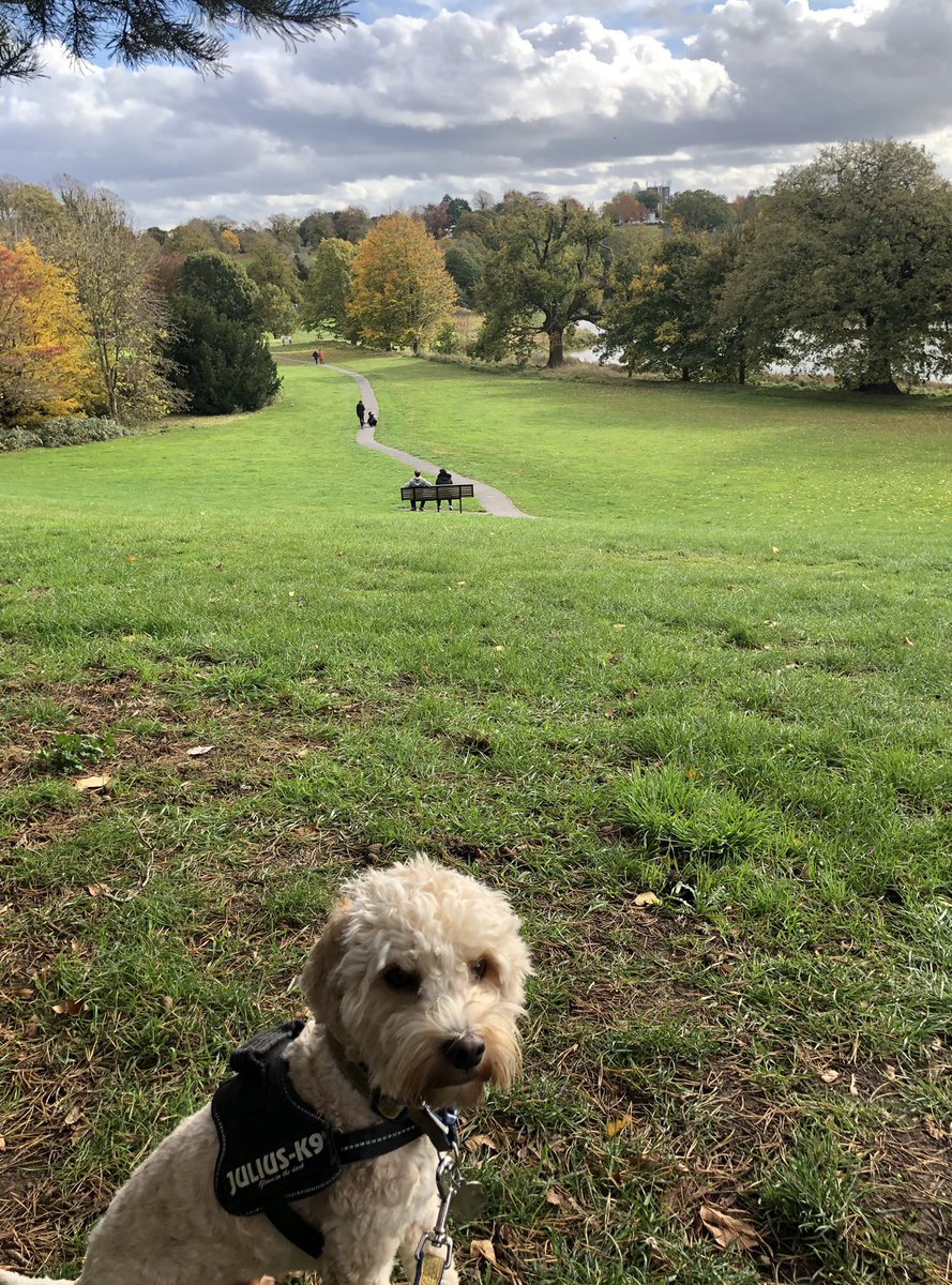 MontytheC's tweet photo. A trip out to #Kenilworth #abbeyfields Lots of other nice doggies to run around with . Had a lovely morning #DogsofTwittter #montytalk #cockapoo #SundayThoughts #SundayMotivation https://t.co/LgFjqqqlTi