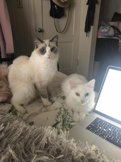Gmod Cats tweet media