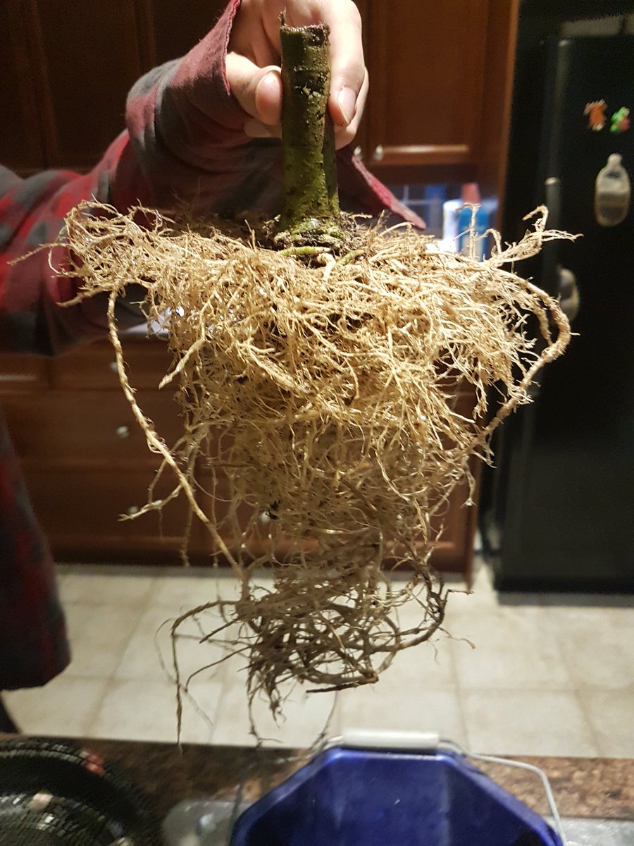 Root season is here. I always love working through the dirt to see what lies beneath. #plants #harvest2020