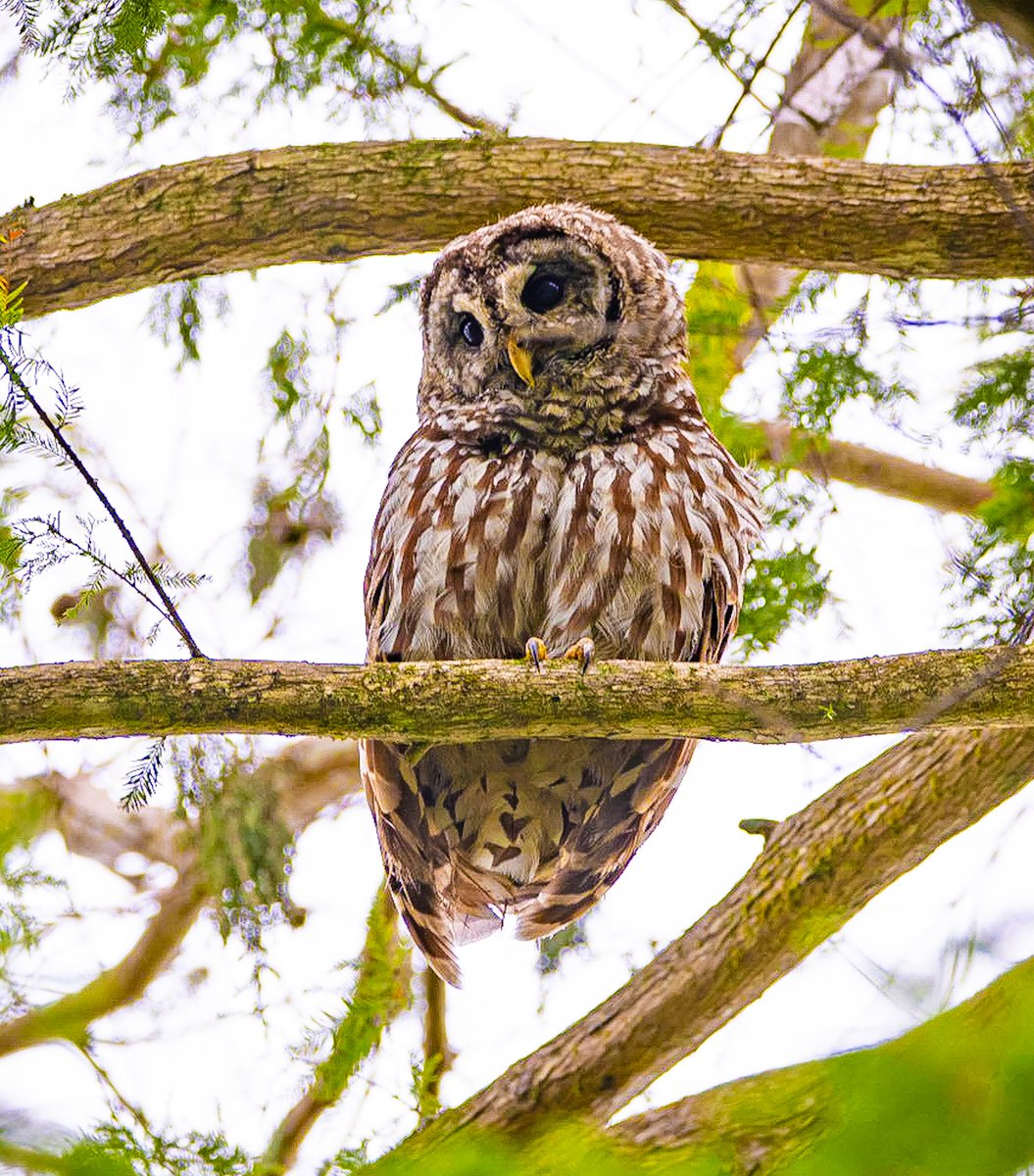 Barred owls in Southwest Florida
#nikond850 
#nikond850prophotographers 
#nikkor200_500 
#nikkor 
#sigma 
#sigma150600 
#crewflintpenstrand 
#swflorida 
#nikonphotography 
#nikonphotographer 
#naplesflorida  
#saltlife 
#barredowls 
#owlsofinstagram 
#owls
#birdrookery 
#raptors