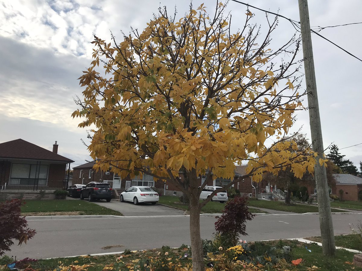 loriivesbaine's tweet photo. The tree in my front yard was vibrant and losing leaves and we stopped to get a water. @BONnewsandnotes #bon2020 #bon2020virtualwalk. https://t.co/vT1l6RjRcj