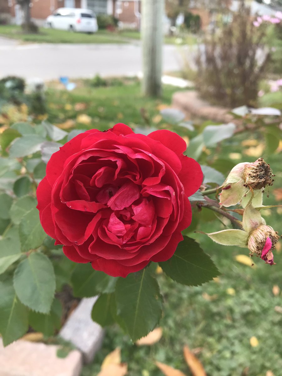 loriivesbaine's tweet photo. Photos from our #bon2020virtualwalk #bon2020virtual. @BONnewsandnotes We took our walk in pieces and I looked through my senses as Grant and Susan suggested. Smell and sights were beautiful to behold. The leaves were sound as the silly birds kept flying before I could capture https://t.co/Y868IoTAOZ