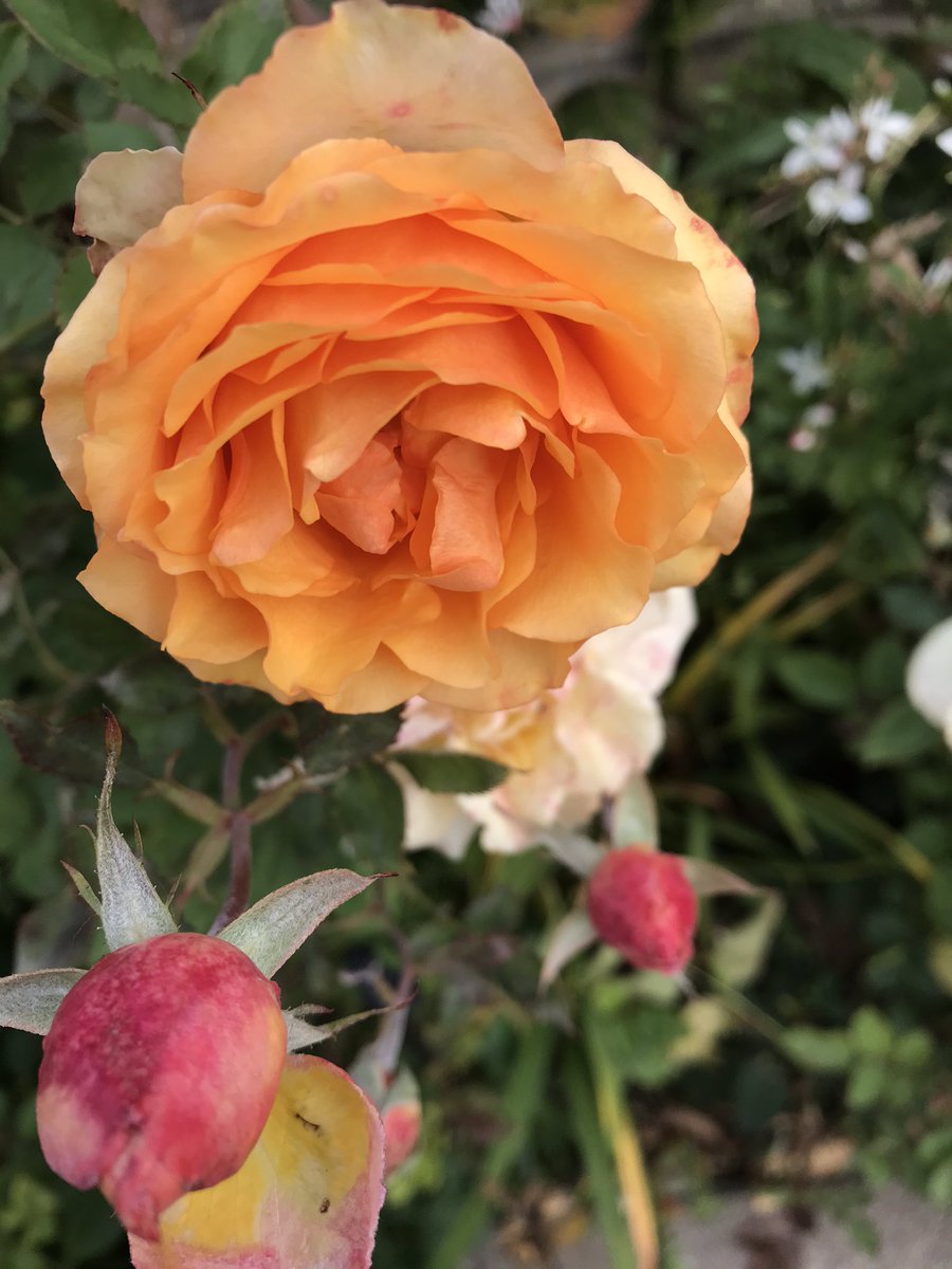 loriivesbaine's tweet photo. Photos from our #bon2020virtualwalk #bon2020virtual. @BONnewsandnotes We took our walk in pieces and I looked through my senses as Grant and Susan suggested. Smell and sights were beautiful to behold. The leaves were sound as the silly birds kept flying before I could capture https://t.co/Y868IoTAOZ