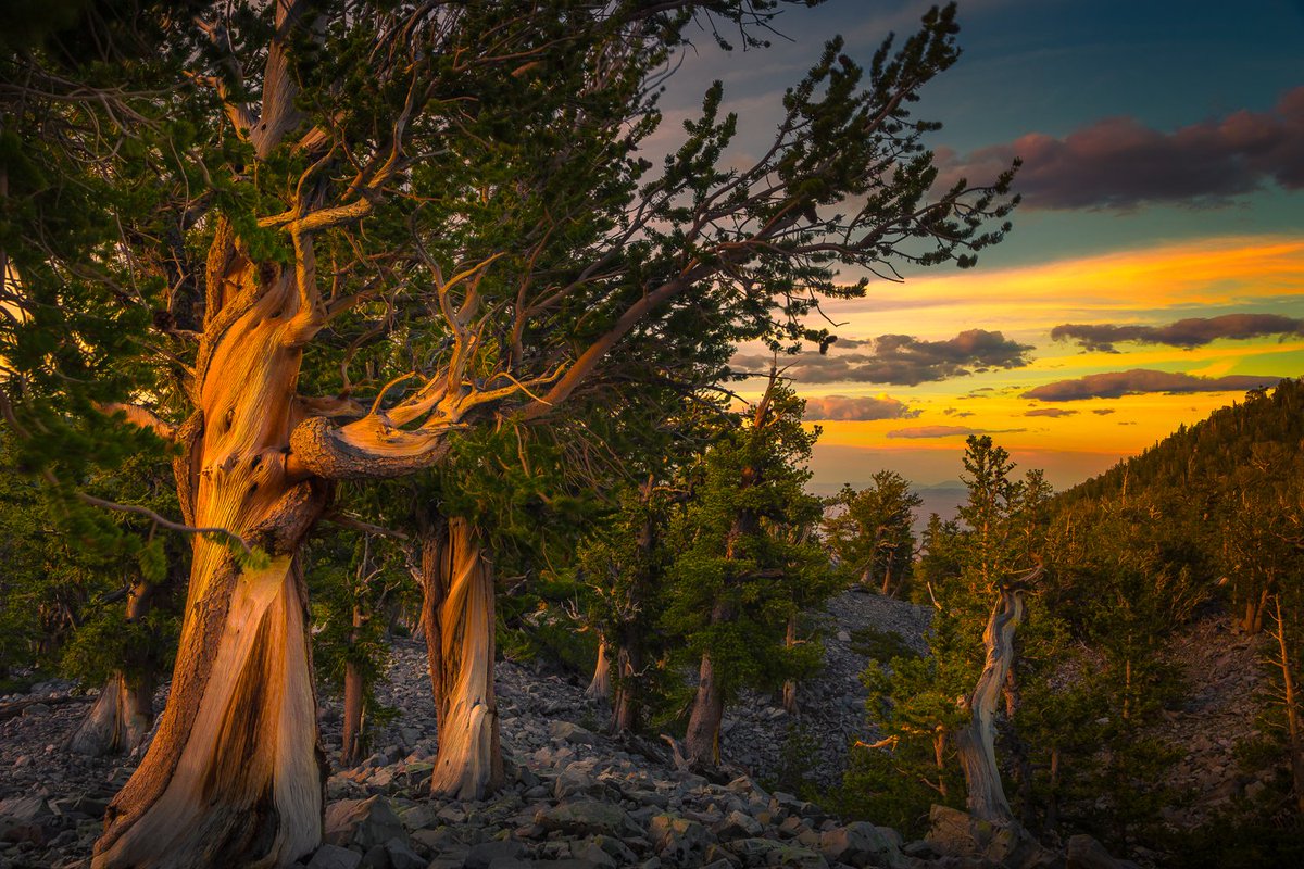 アメリカ大使館 ネバダ州グレートベースン国立公園 Greatbasinnps に生息するブリストルコーン パインは世界最古の樹木です 厳しい環境をものともせず生き残り 成長を続けています