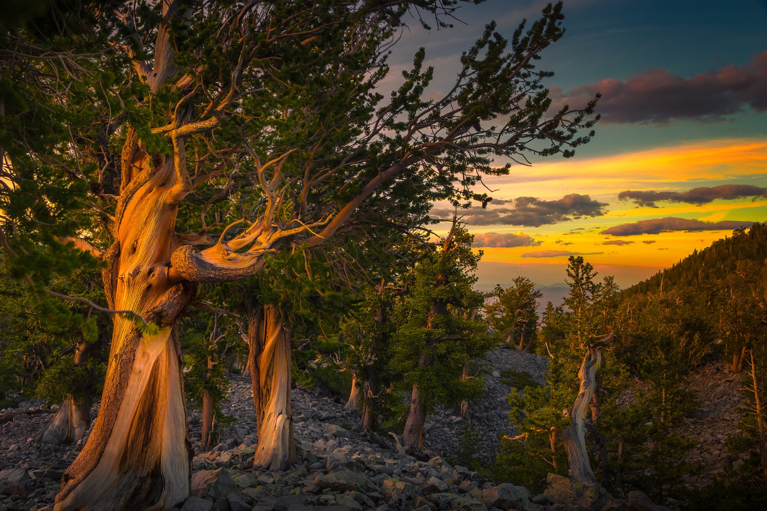 アメリカ大使館 ネバダ州グレートベースン国立公園 Greatbasinnps に生息するブリストルコーン パインは世界最古の樹木です 厳しい環境をものともせず生き残り 成長を続けています Twitter