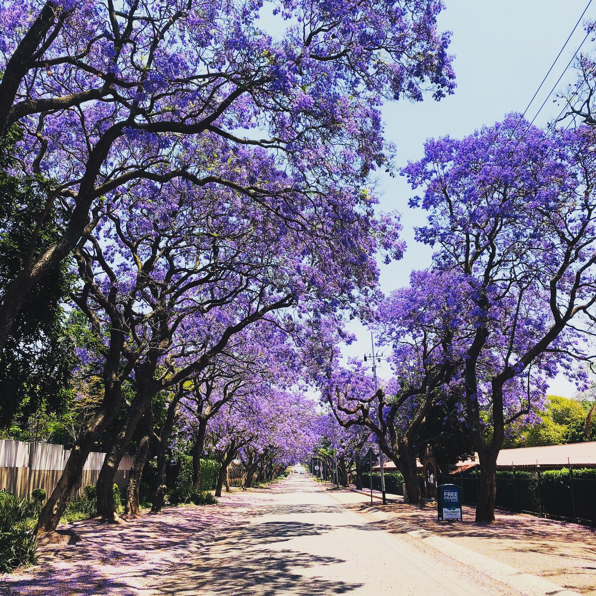 The streets of Pretoria in October are purple with the blossoms of Jacaranda trees, awesome sight #Pretoria #Jacarandacity #jacaranda #southafrica #spring <a href="/I_Love_Pretoria/">I Love Pretoria</a> <a href="/PretoriaRSA/">Pretoria City</a>
