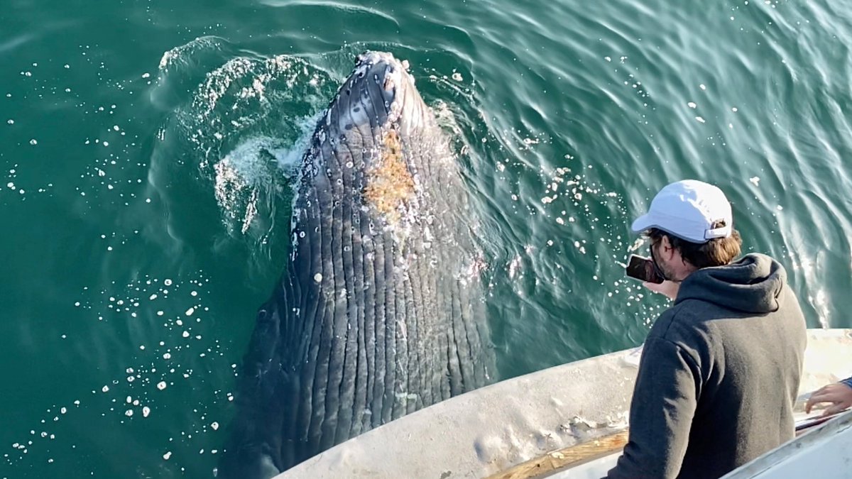 BlueOceanWWatch's tweet photo. 10-24-2020: humpback whales (friendly calf), a minke whale, a mako shark, and Risso's dolphins! #getonaboat https://t.co/eS3XN4Bxru