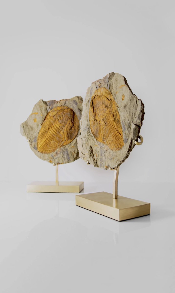 thefossilstore's tweet image. THE FOSSIL STORE AES | Brass series brings you a positive + negative Cambropallas tellesto geode, now transformed with elegant innovated-designed AES stands for luxury spaces out there.

#trilobite #fossils #interioraccent #accents #interiordisplay #thefossilstore
