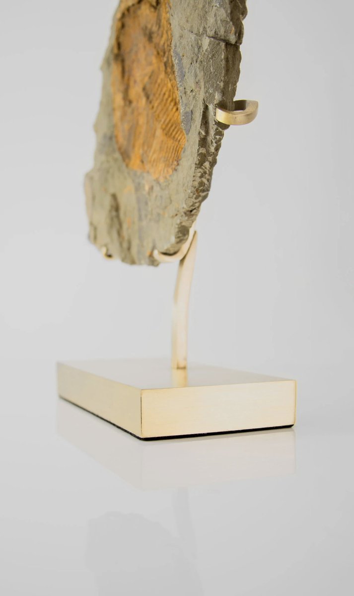 thefossilstore's tweet image. THE FOSSIL STORE AES | Brass series brings you a positive + negative Cambropallas tellesto geode, now transformed with elegant innovated-designed AES stands for luxury spaces out there.

#trilobite #fossils #interioraccent #accents #interiordisplay #thefossilstore