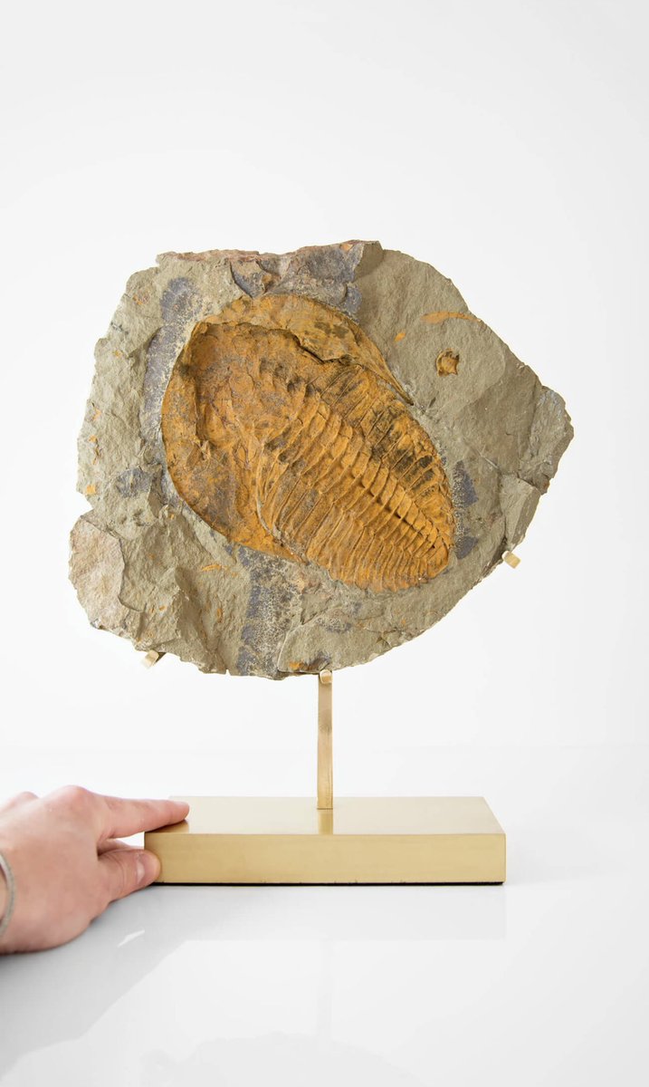 thefossilstore's tweet image. THE FOSSIL STORE AES | Brass series brings you a positive + negative Cambropallas tellesto geode, now transformed with elegant innovated-designed AES stands for luxury spaces out there.

#trilobite #fossils #interioraccent #accents #interiordisplay #thefossilstore