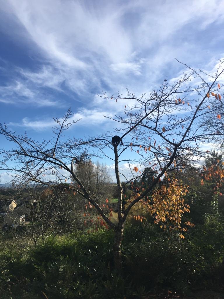 NickFenton66's tweet photo. Arrh - found the cat then. Only slightly #catstuck https://t.co/KVdU6bICUw