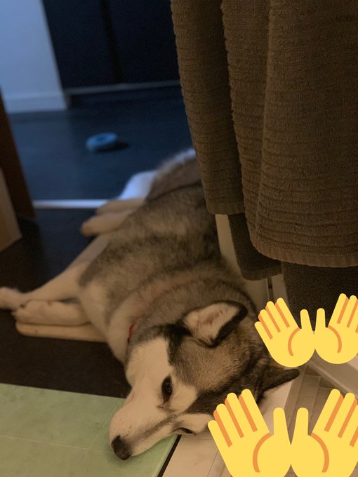 謎の使命感でずっとお風呂上がるのそこで退屈そうに待ち続けてくれる。 ごめんて。流石に上がるは(2時間) https://t.co/iNoerhHGQB<a href="/tag/%E3%81%A8%E3%81%AA%E3%82%8A%E3%81%AE%E3%83%88%E3%83%88%E3%83%AD"class="tags"><span>#となりのトトロ</span></a><a href="/tag/%E3%83%88%E3%83%88%E3%83%AD"class="tags"><span>#トトロ</span></a><a href="/tag/%E3%82%B7%E3%83%99%E3%83%AA%E3%82%A2%E3%83%B3%E3%83%8F%E3%82%B9%E3%82%AD%E3%83%BC"class="tags"><span>#シベリアンハスキー</span></a>