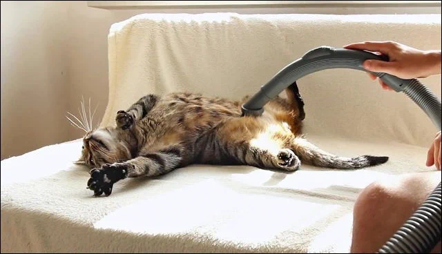 @monakanko 掃除機を許す会 