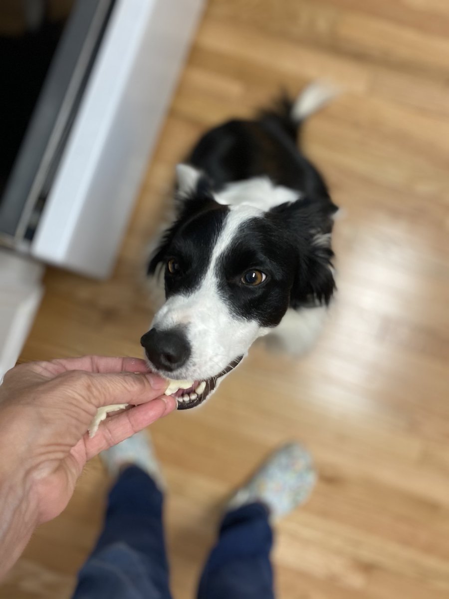 BorderReba's tweet image. Say Cheese! #whitecheddar #dogsoftwitter #bordercollies