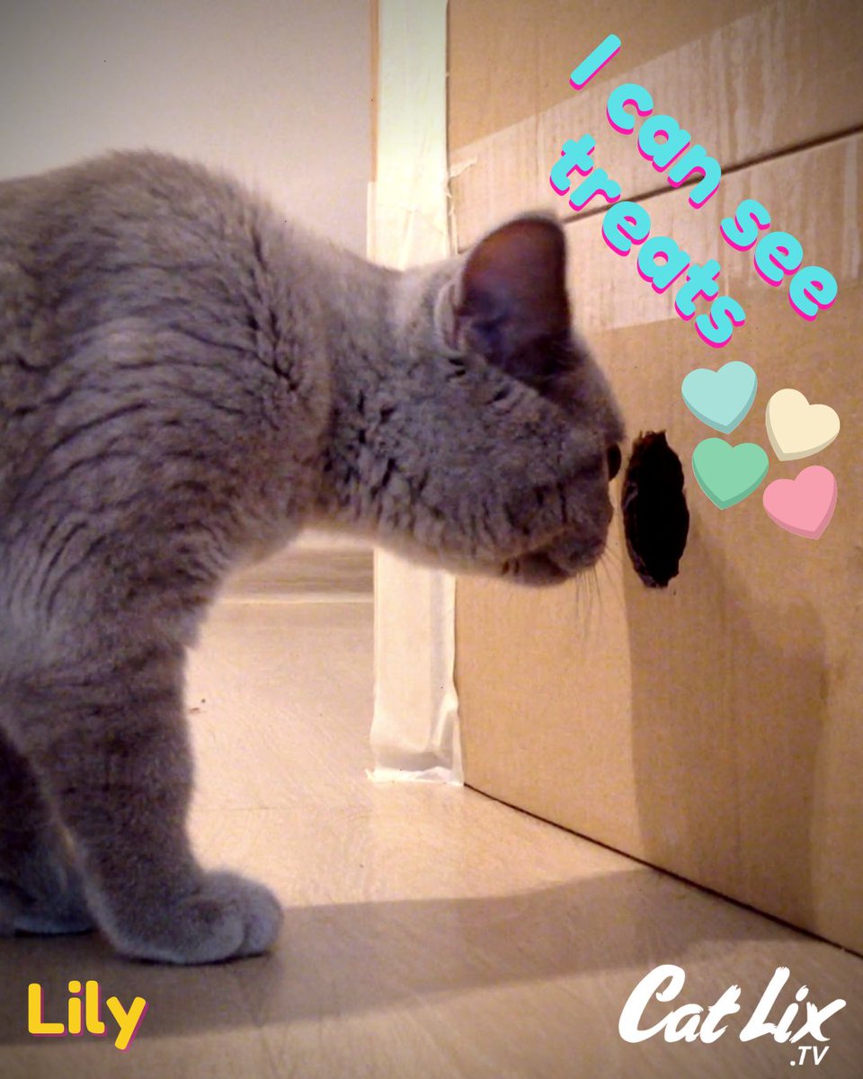 Catlixtv's tweet photo. I can see treats 😋
Funny Cat Videos: https://t.co/kFsrJeR5U8
.
.
.
.
#catsfollowers #catsofday #catsrequest
#catslifestyle #catsarelife
#catsareweird #catstoday #catsoftheweek #catsarethebest
#catsandkittens
#catchallenge #catsarecool #catsarecute #catlix #catlixgames https://t.co/EqyMydJYwL