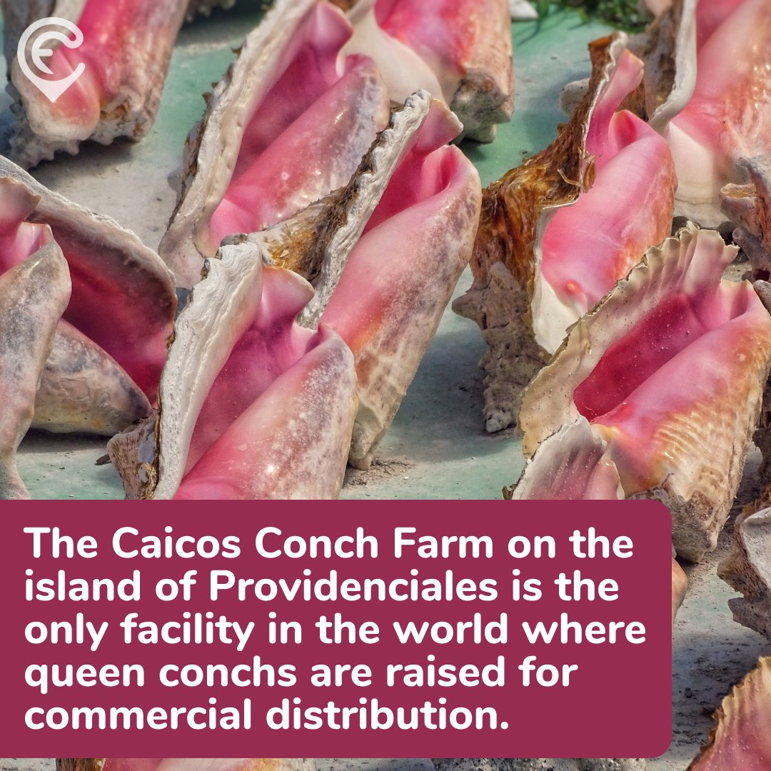 Caribbean Factor tweet media