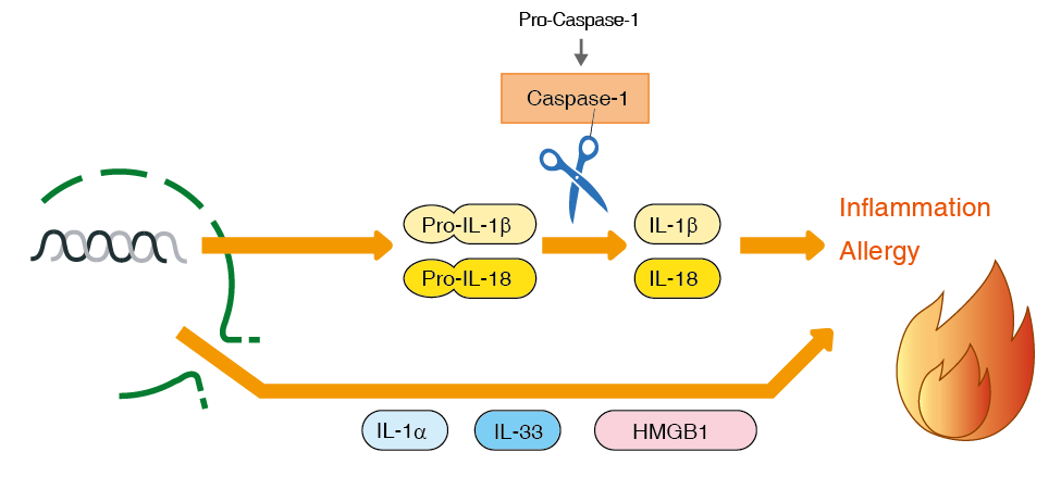 MBLICorp's tweet photo. MBL International's IL-18 ELISA kits cross-reactivity to pro-IL-18 is less than 1%. Read on to see why this is important: https://t.co/yhZm0uq1dt #IL18 #ProIL18 #ActiveIL18 #Interleukin18 #AutoimmuneDisease #AllergicDisease #ELISA #medtwitter https://t.co/JpySm7VbTL