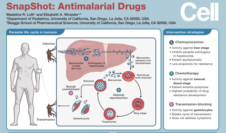 SnapShot: Antimalarial Drugs - @madelineluth @elizabethwinze1 @cellcellpress hubs.ly/H0y98Bh0