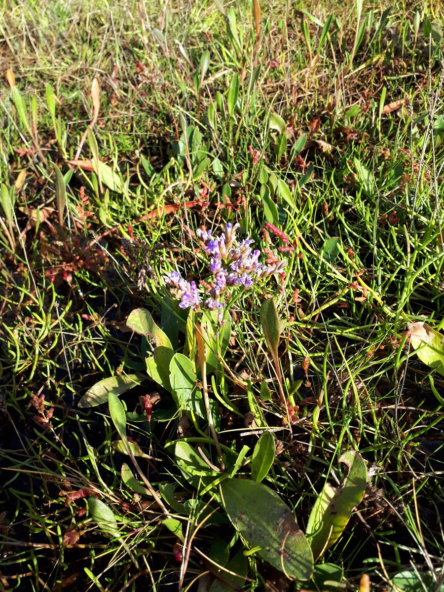 Nick Tribe tweet media