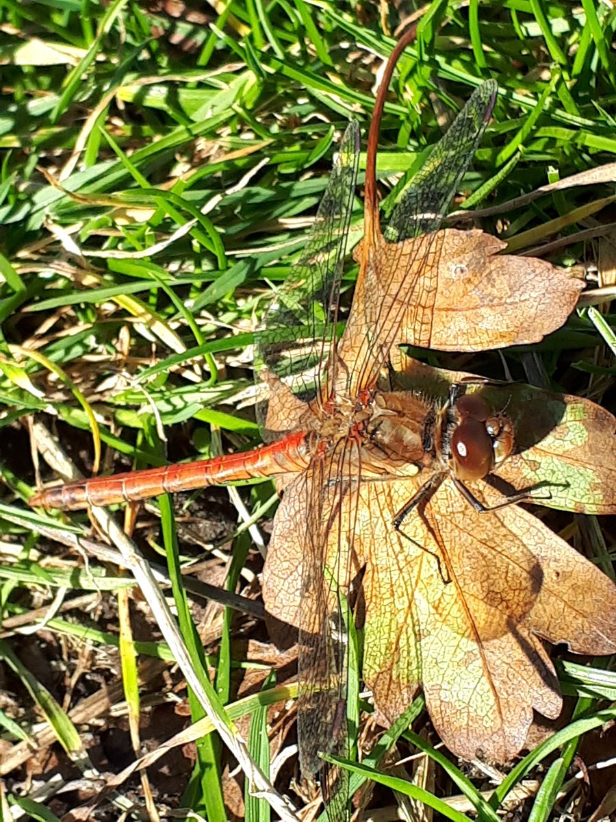 Nick Tribe tweet media