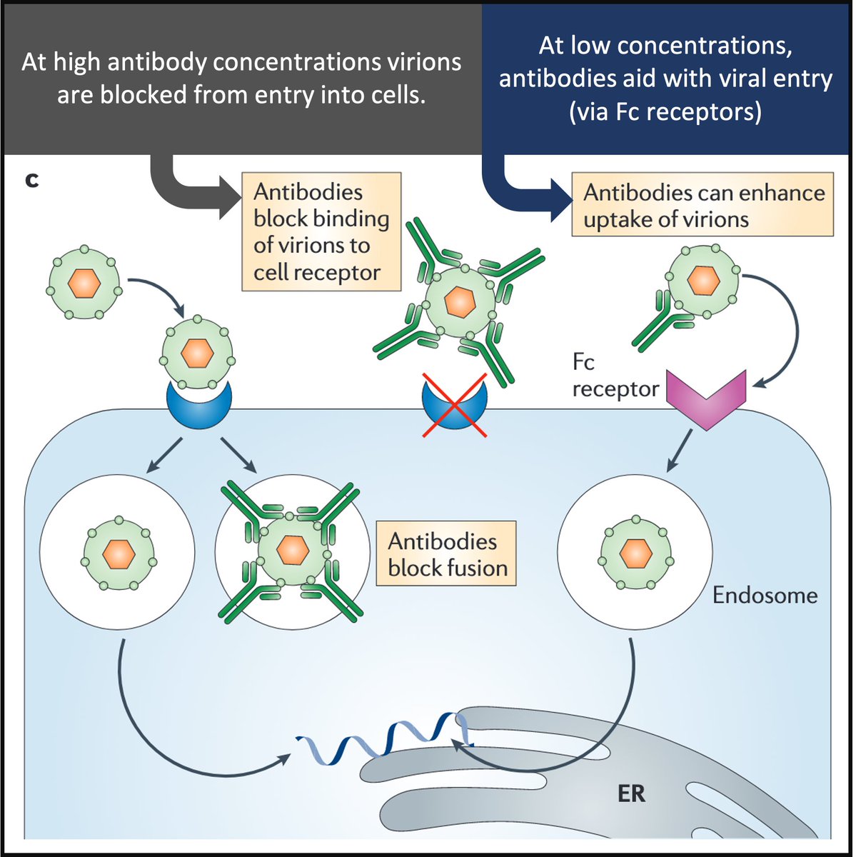 11/How does ADE work in dengue? Virion/antibody complexes are recognized by Fc-receptors that facilitate virus entry and replication in target cells.Antibodies help the virus "sneak" into cells!Result: high viral loads and increased risk of DHF. https://pubmed.ncbi.nlm.nih.gov/21760609/ 