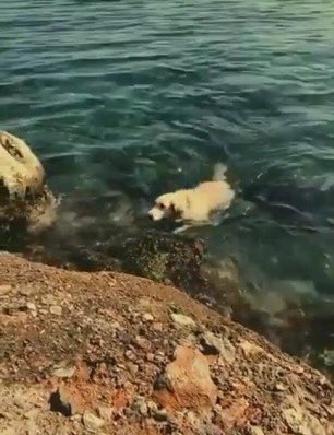 Today HSHQ posted a video of a dog on a beach with the backing track Golden. In tts Harry and Louis walk the dog (Clifford) everyday. One of the biggest scenes from the ff is Clifford running into the water whilst Harry and Louis talk about life on the beach.