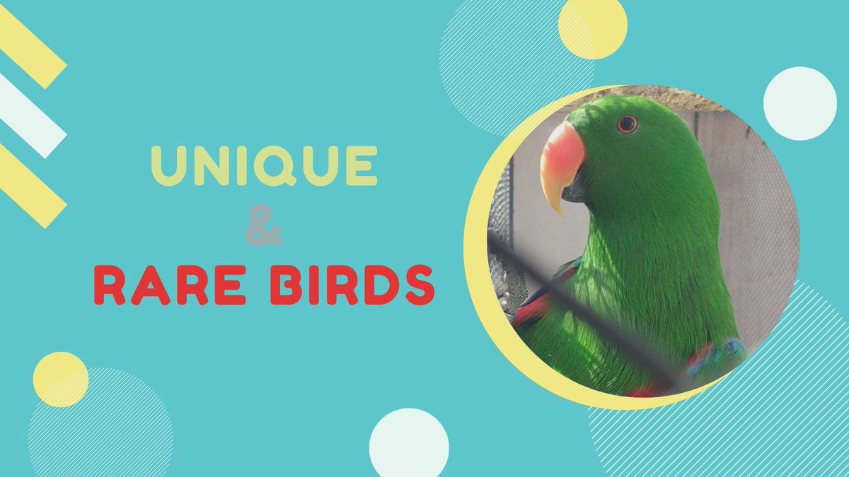 MicikaMicka's tweet photo. New YT video: >>> https://t.co/LlGPO8ouN2 #birds #serbia #uniquebirds #parrot #familyexplores https://t.co/BmrSxTwQN8