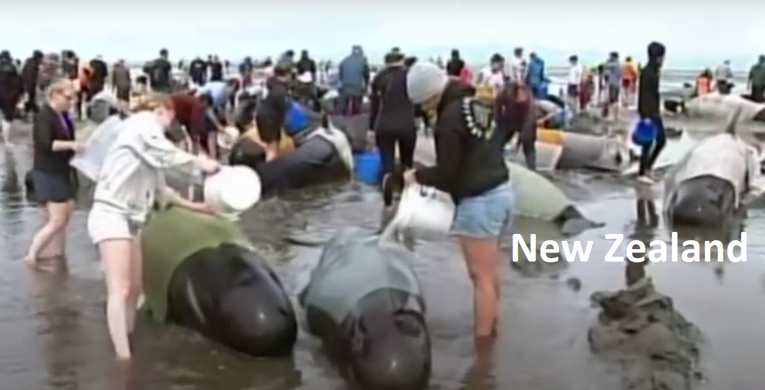 To the #Faroese: #NewZealanders raced to rescue 400 stranded #PilotWhales at Farewell Spit on Friday 10 Feb 2017. In another incident, New Zealanders rescued a pod of pilot whales on Stewart Island on 22 Feb 2019.