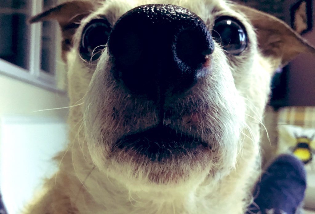 Puss Puss & Dottie ..Titch & Rupe OTRB tweet media