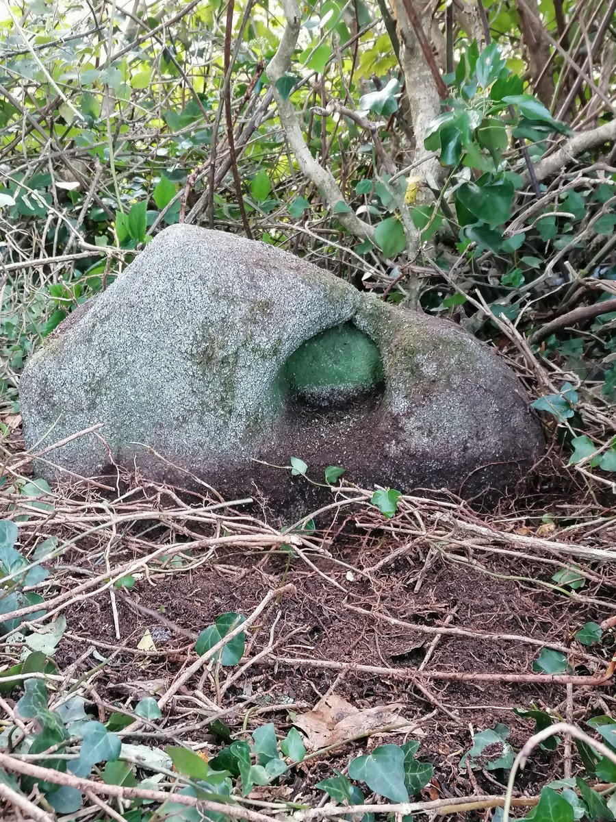 saveknockiveagh's tweet photo. A fab day of practical heritage conservation in Drumballyroney Churchyard today. Largely neglected, we felt it needed some care. Good thing too - look what we found hiding in the undergrowth! Possible #bullaun stone. #communityarchaeology #saveknockiveagh #archaeology https://t.co/ivh1ZsZ9t0