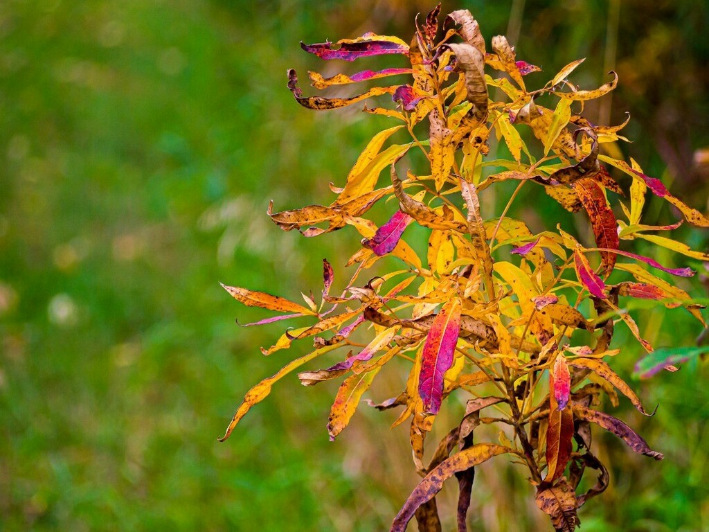 At the Side of the Road
We don't get a lot of reds and oranges, but on occasion there's a bit of it.
.
.
.
.
.
#landscape #landscapephotography #water #lakes #trees #nature #paulhowardphoto #paulhowardphotography #reddeerphotographer #scenic #outdoor #p… https://t.co/ZG0KHSGWjv https://t.co/hA05K0auB8