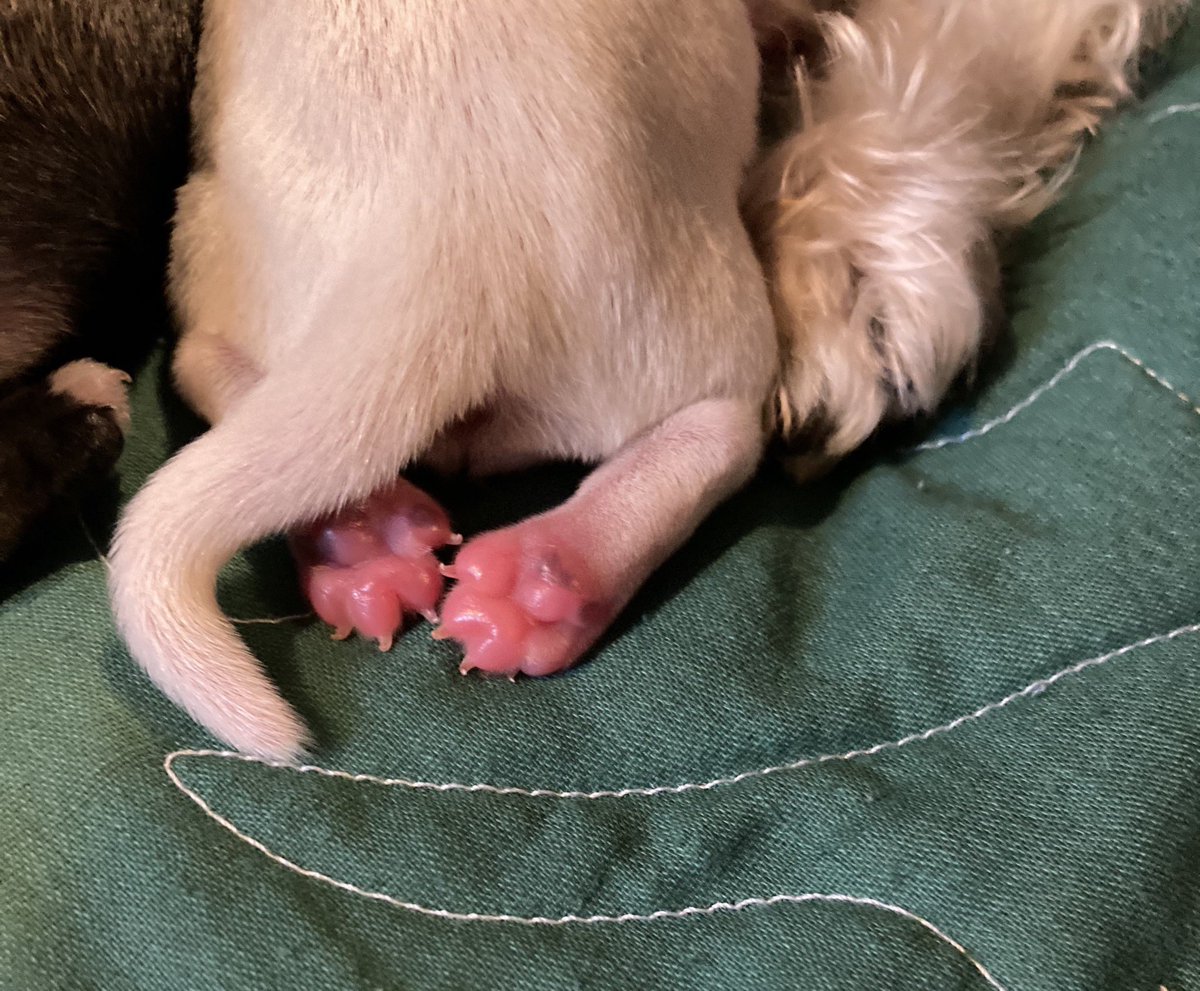 llh465's tweet photo. Sharing that my. weekend has been perfect... we have Schnauzer babies.... You are welcome for the cuteness! #rubydoo #puppiestoo #thosetoesthough https://t.co/pY98pZAEpw