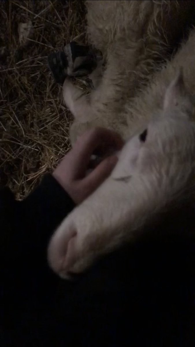 this are horrible, blurry stills from a snapchat vid of the bachelors, just to try and show the size difference between him this winter, and the older ram. 32 is the one i’m petting in the first one.