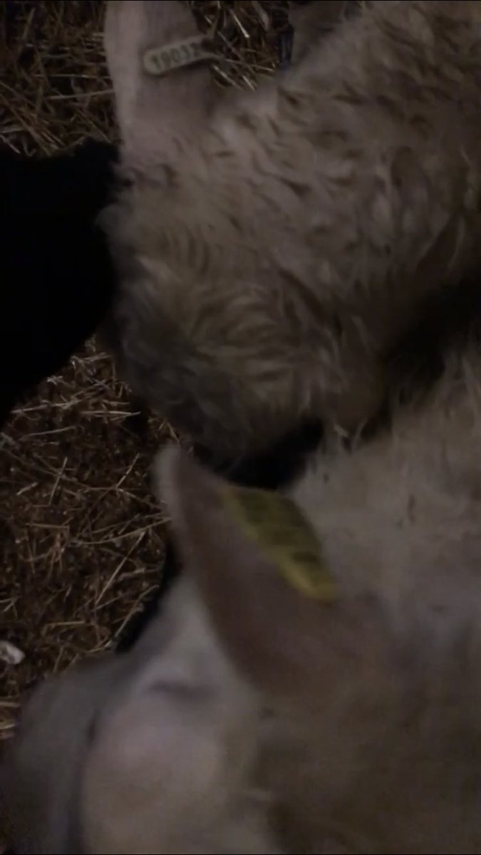 this are horrible, blurry stills from a snapchat vid of the bachelors, just to try and show the size difference between him this winter, and the older ram. 32 is the one i’m petting in the first one.