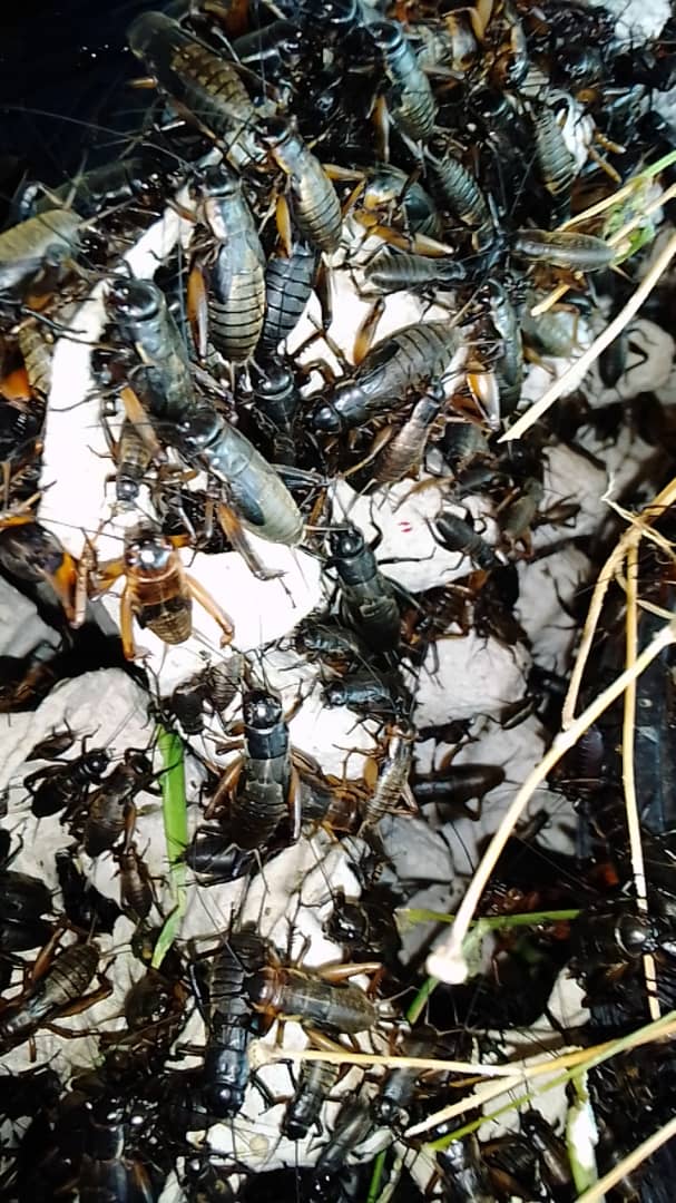 MopaneP's tweet photo. Crickets are doing fine. They also like green vegetables such as covo and blackjack. We are happy with the progress. https://t.co/yvCCHisXFN