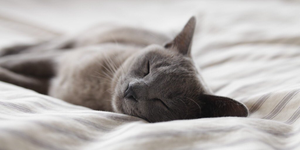 FirstGoodNight's tweet image. Have we mentioned that our sleep music and video content on YouTube is, and always will be 100% free? 

We're closing in on 1000 subscribers, which is BIG for a small channel.
We'd so love it if you'd become part of our online family by clicking here:

urlgeni.us/youtube/channe…