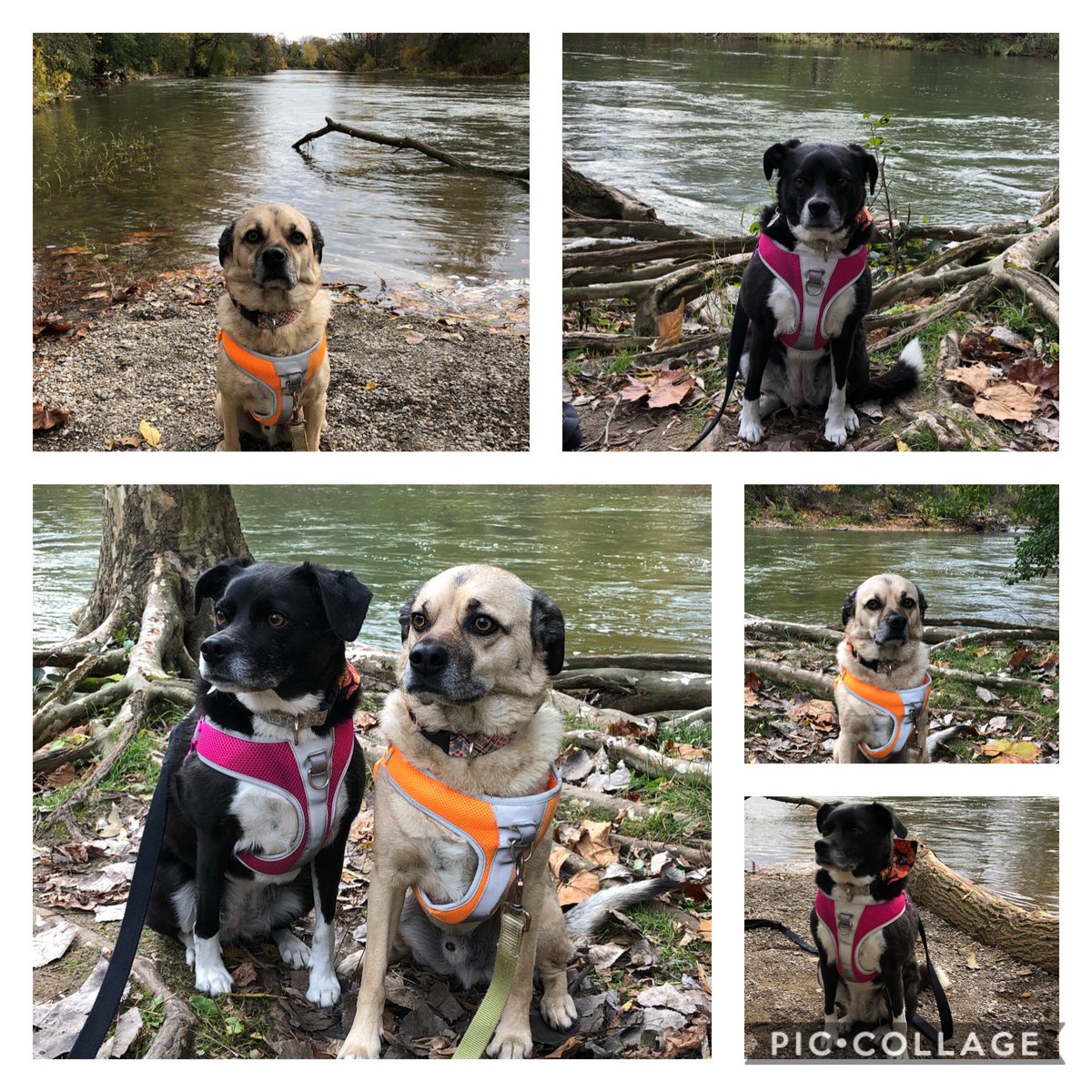 Beautiful day for a hike 💕🐶💕