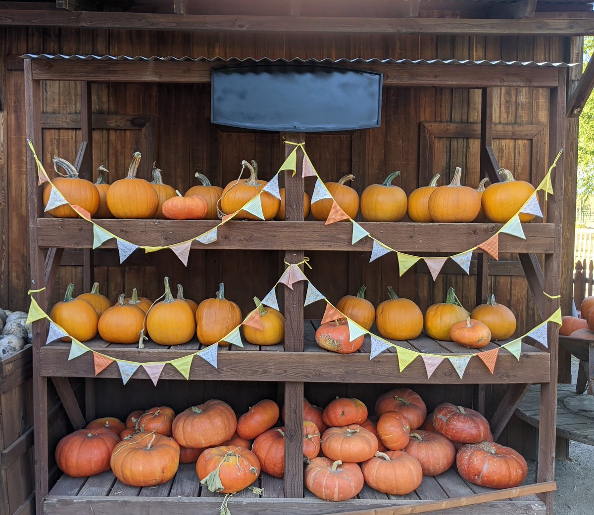 RybaMichele's tweet photo. Jack Creek Farms
More pumpkins 😁😁
@JackCreekFarms 
#pumpkins #fallvibes #visitslo 
@VisitCA #autumn #Sunday https://t.co/0tS1qPOw8k