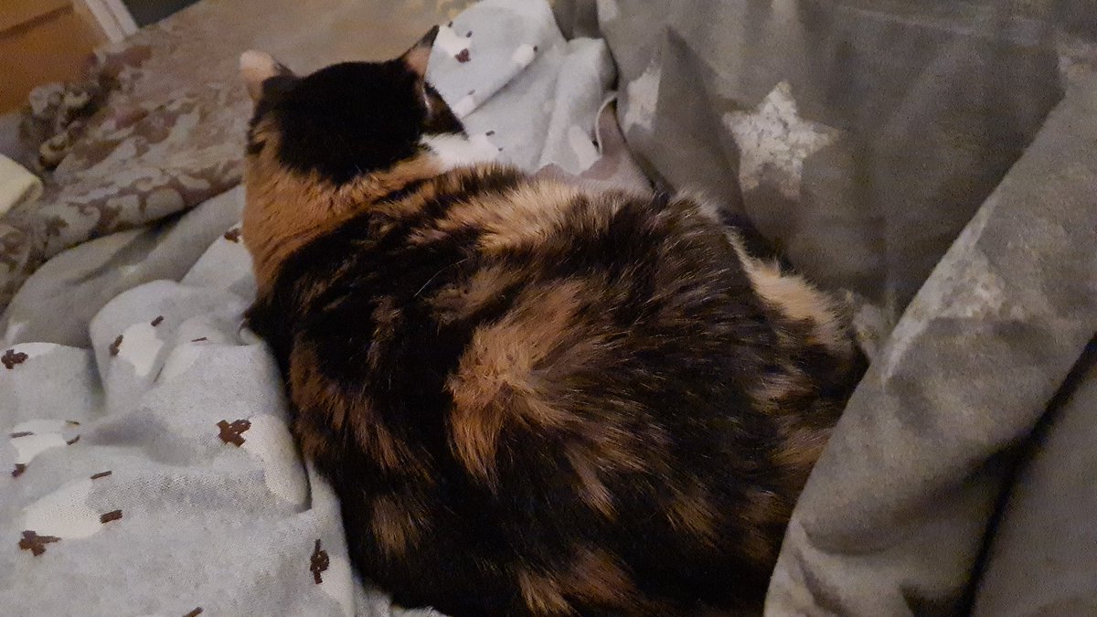 andy_wna's tweet photo. @DennisWerth_ Ich hab hier auch nix zu sagen 😸😸😸 https://t.co/PwHrYfDkYY