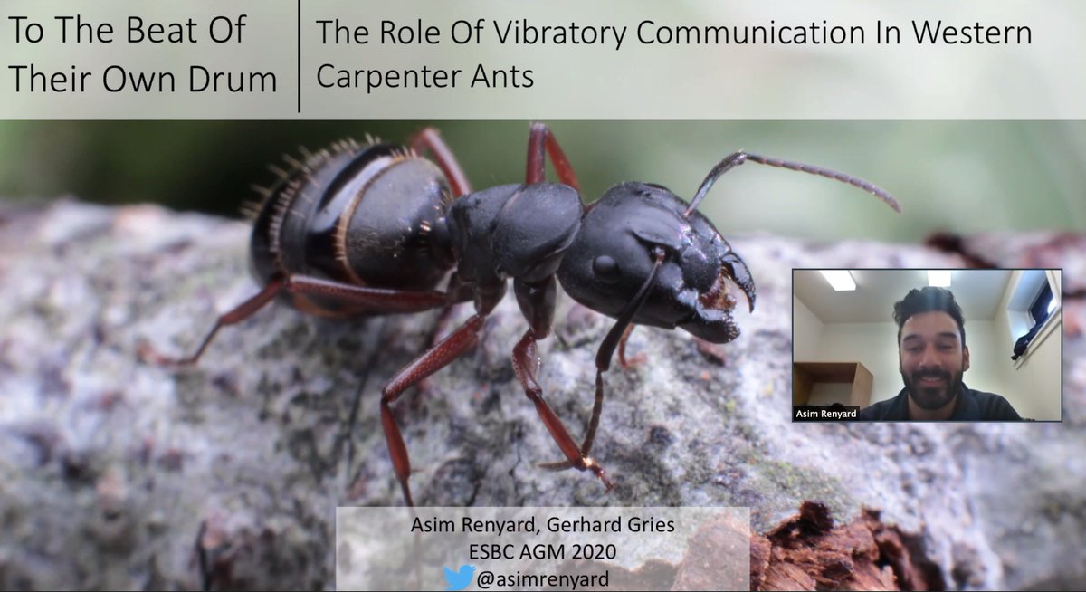 GriesLab's tweet photo. ...and the beat goes on with @AsimRenyard previewing his #EntSoc2020 / #ESBC2020 talk on vibratory cues in carpenter ants (🛠🐜). https://t.co/2pF7lfB4N2