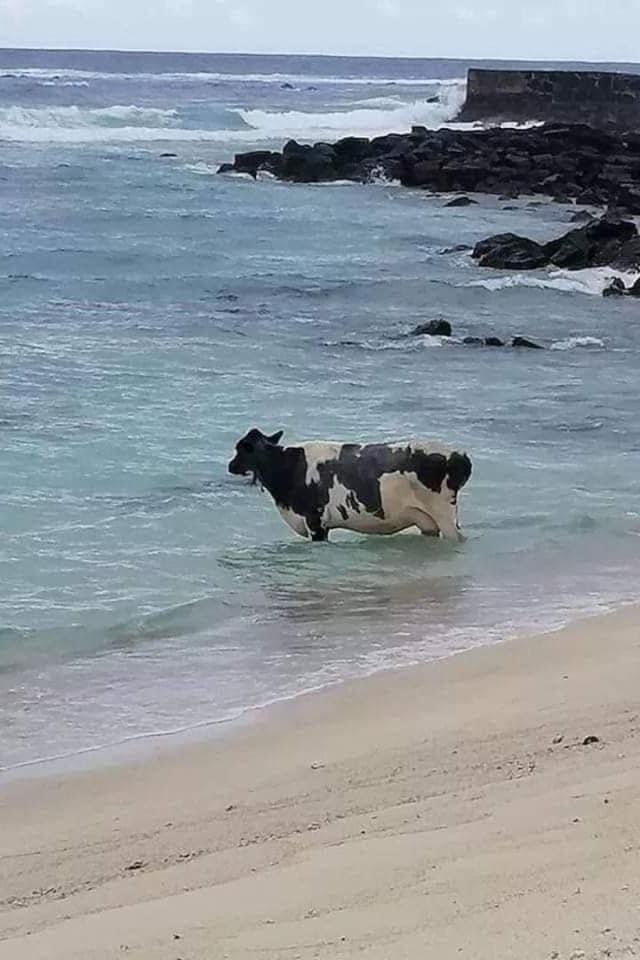 THREAD de vaches regardant la mer