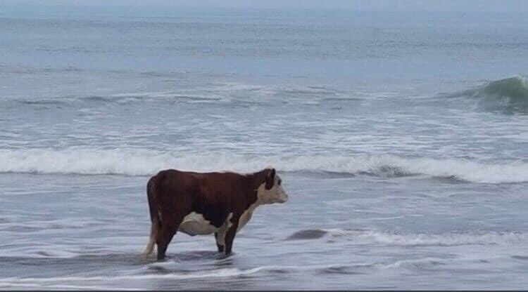 THREAD de vaches regardant la mer