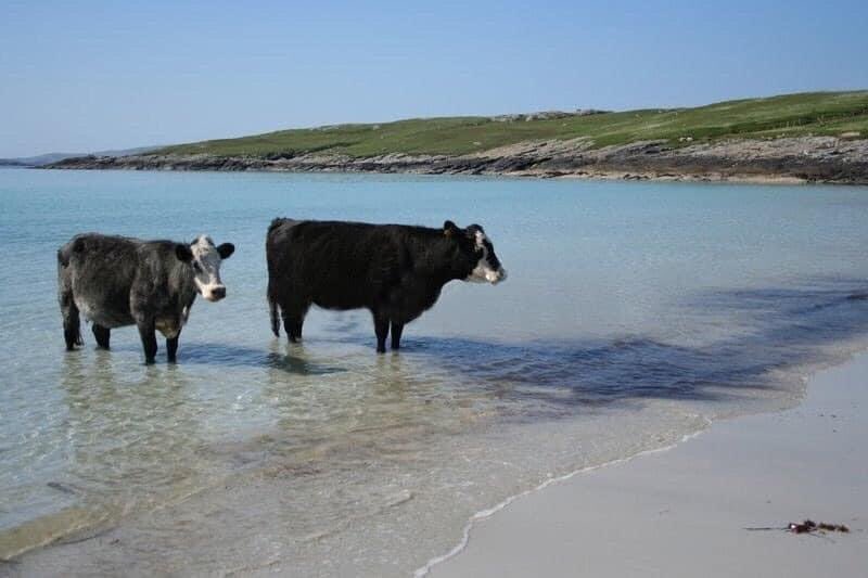 THREAD de vaches regardant la mer