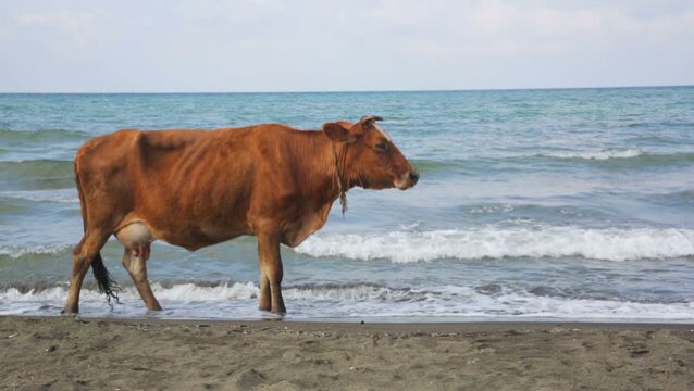 THREAD de vaches regardant la mer