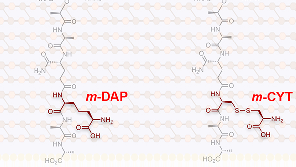 m-DAP naturally found in bacterial cell walls is not readily accessible by conventional solid phase methods. Instead, we used good old cysteine to build a readily accessible bioisostere and fooled bacteria into processing it!! @ChemicalBiology bit.ly/34qUVJp